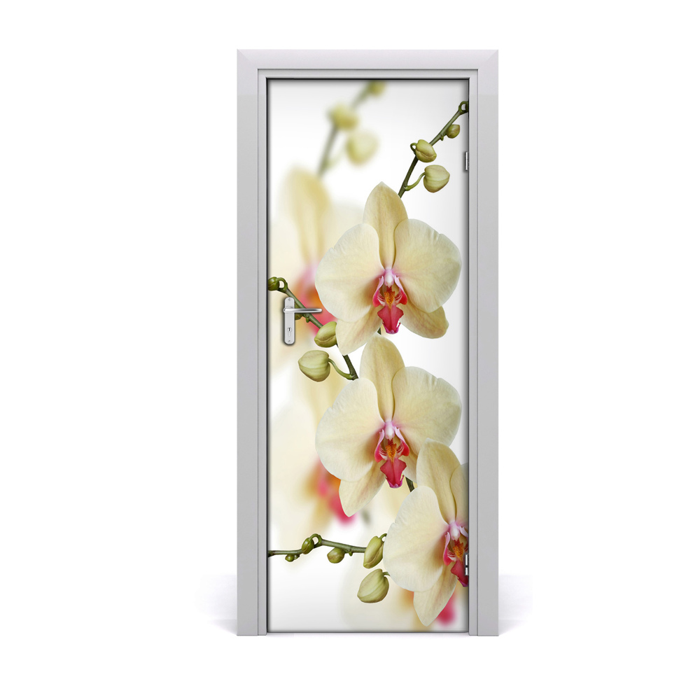 Ajtóposzter Orchidea