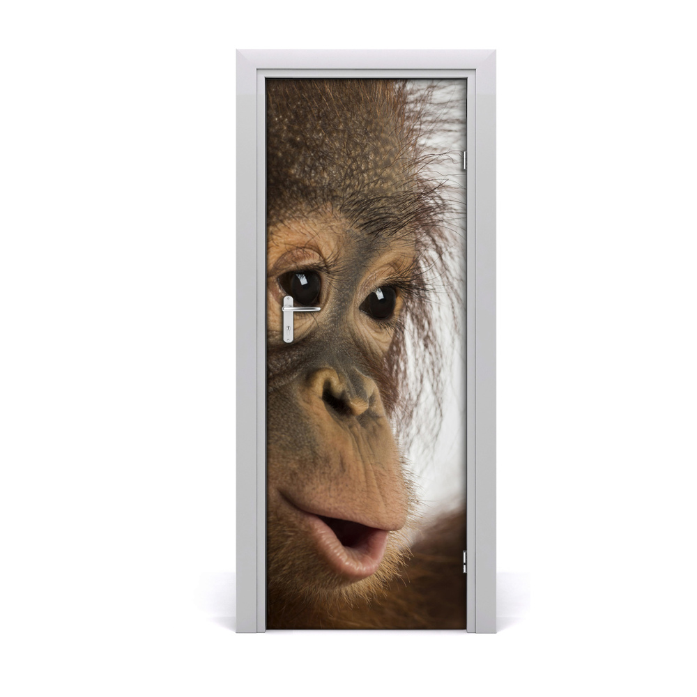 Poszter tapéta ajtóra Fiatal orangután