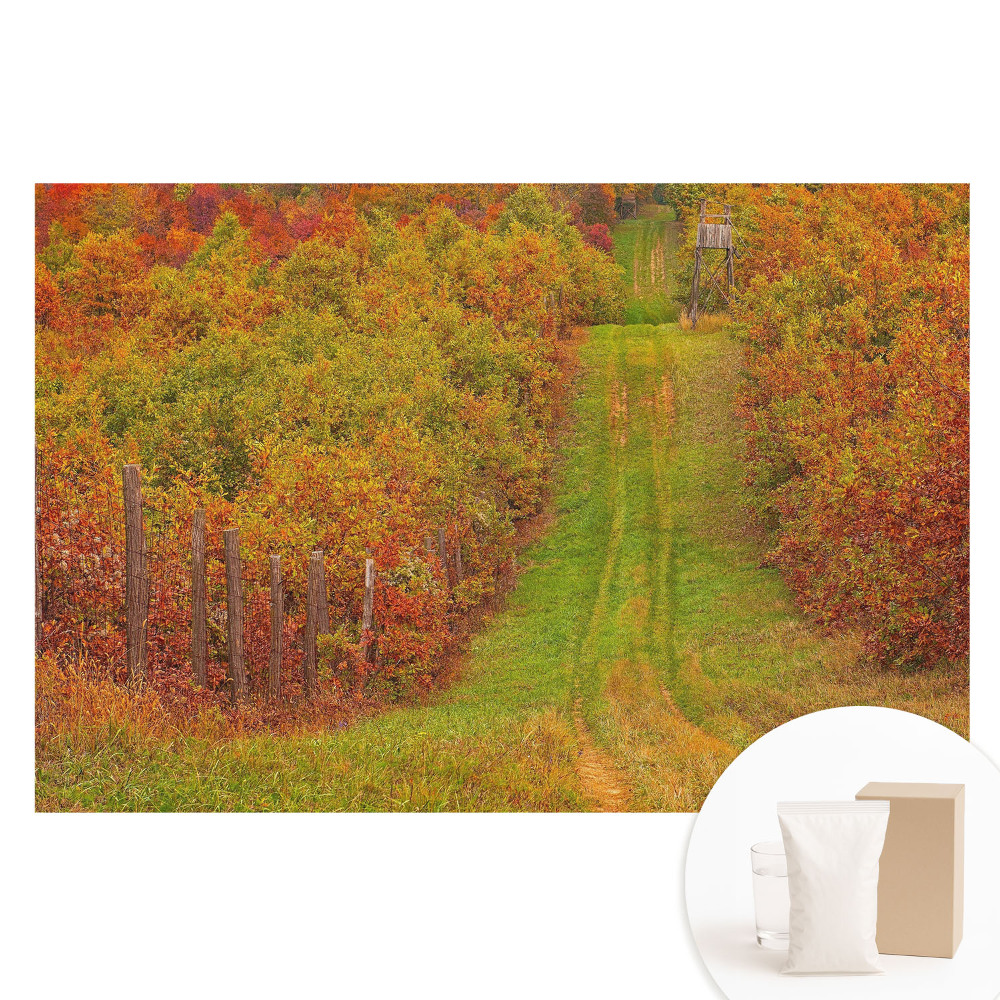 Fotótapéta nem szőtt anyagon Őszi út színes fák között