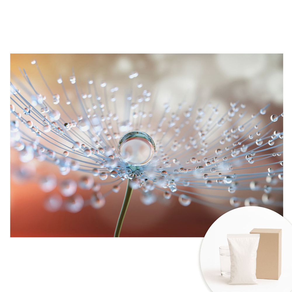 Fotótapéta nem szőtt anyagon Egy átlátszó csepp a pitypang szálain