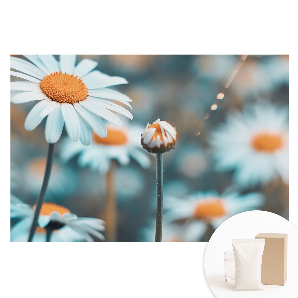 Nem szőtt tapéta nyomtatással A finom kamillavirág békét hoz