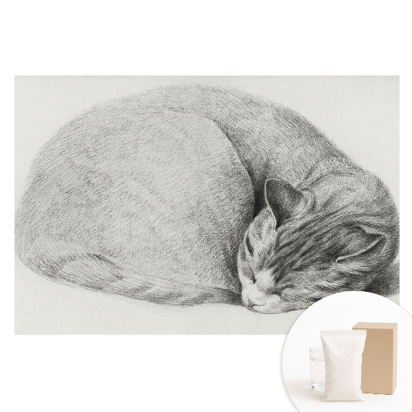 Nem szőtt tapéta nyomtatással Alvó macska realisztikus rajz