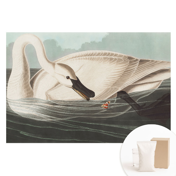 Nem szőtt anyagra nyomtatott fotótapéta Egy hattyú a víz felszínén