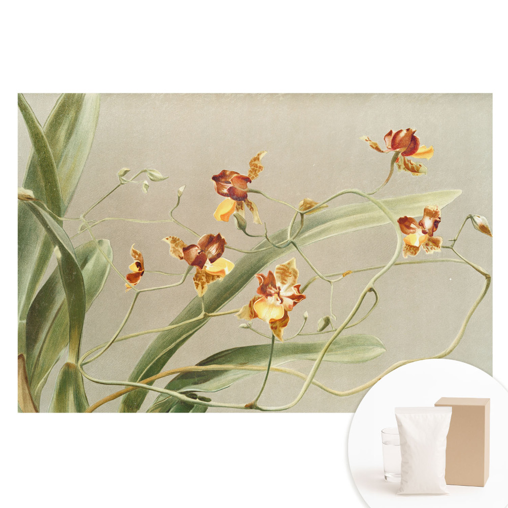 Fotótapéta nem szőtt anyagon Gyönyörű orchideák szürke háttéren