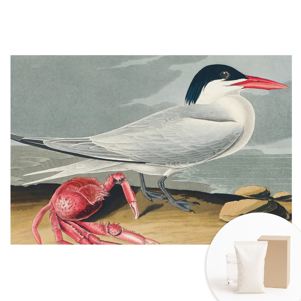 Fotótapéta nem szőtt anyagon Madár és rák, a természet klasszikus duettje