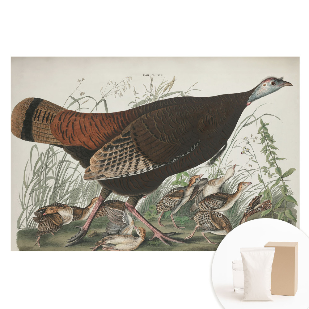 Nem szőtt anyagra nyomtatott fotótapéta Vad pulyka természetes illusztráció