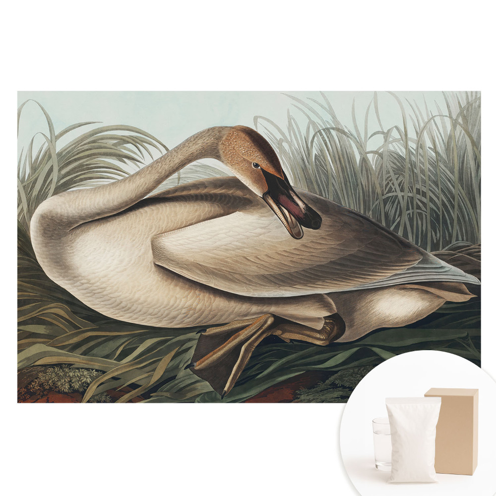 Fotótapéta nem szőtt anyagon Klasszikus hattyú növényekkel a háttérben