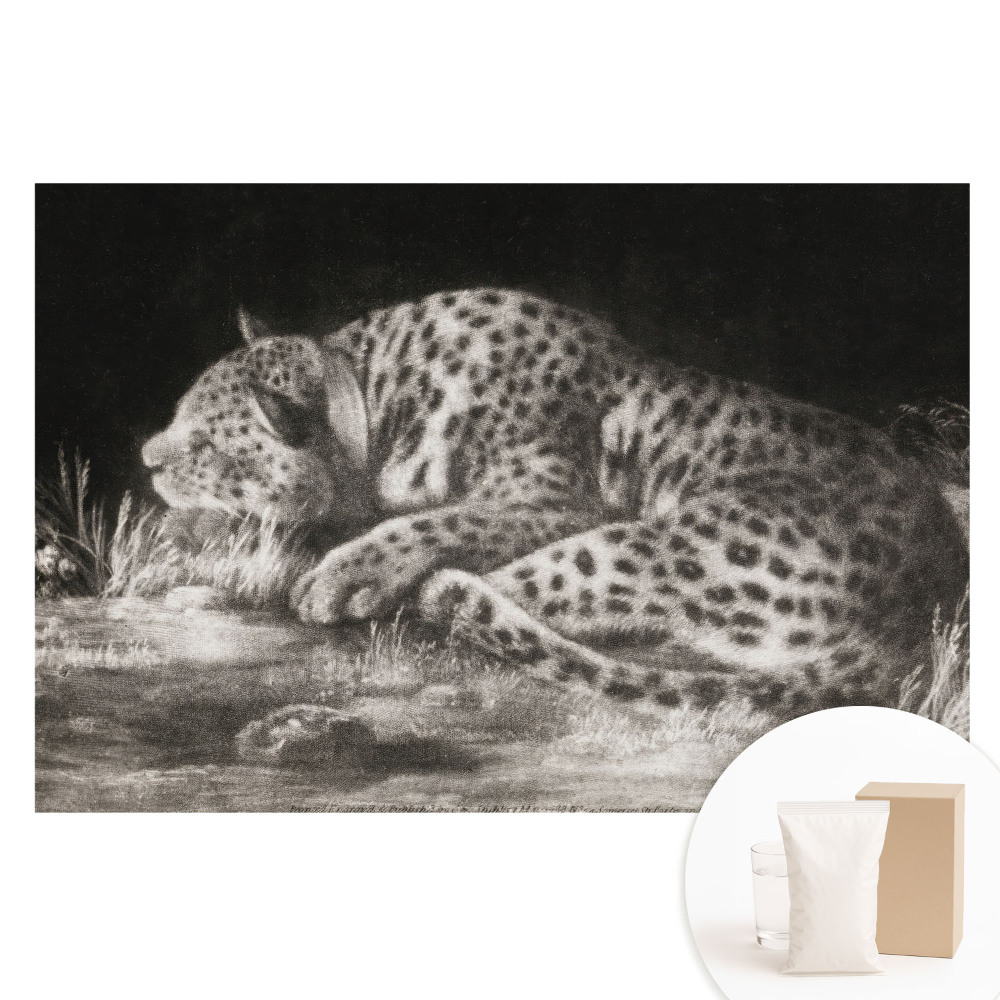 Fotótapéta nem szőtt anyagon Egy leopárd pihen a fűben