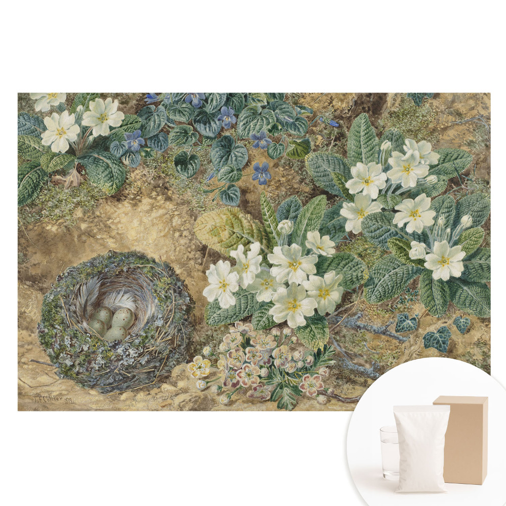 Nagyméretű fotótapéta a falra Primula virágok madárfészekkel