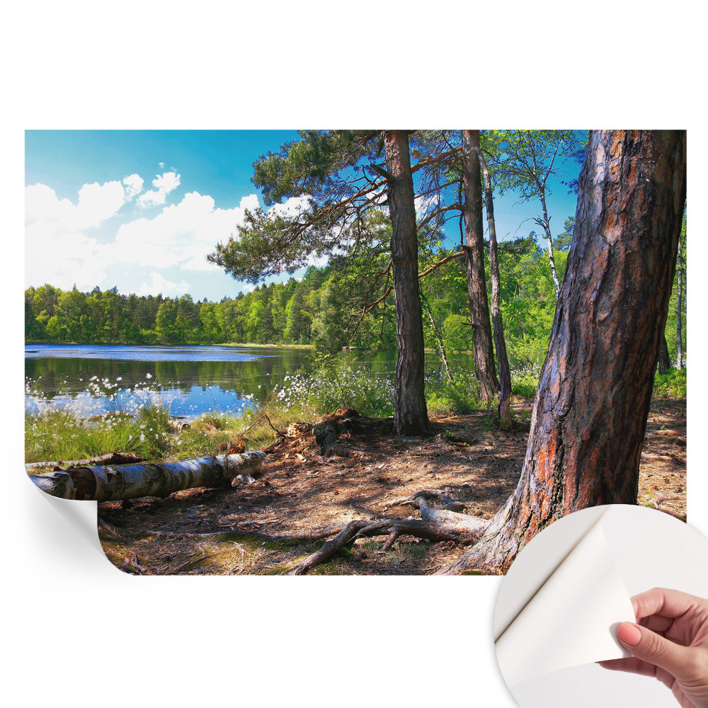 Öntapadós tapéta a nappaliba Erdő táj