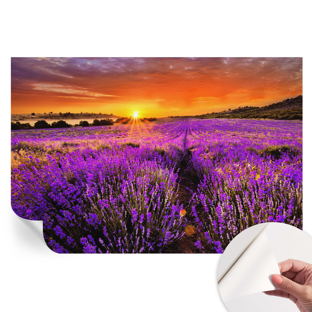 Öntapadós falfestmény Levendula naplemente
