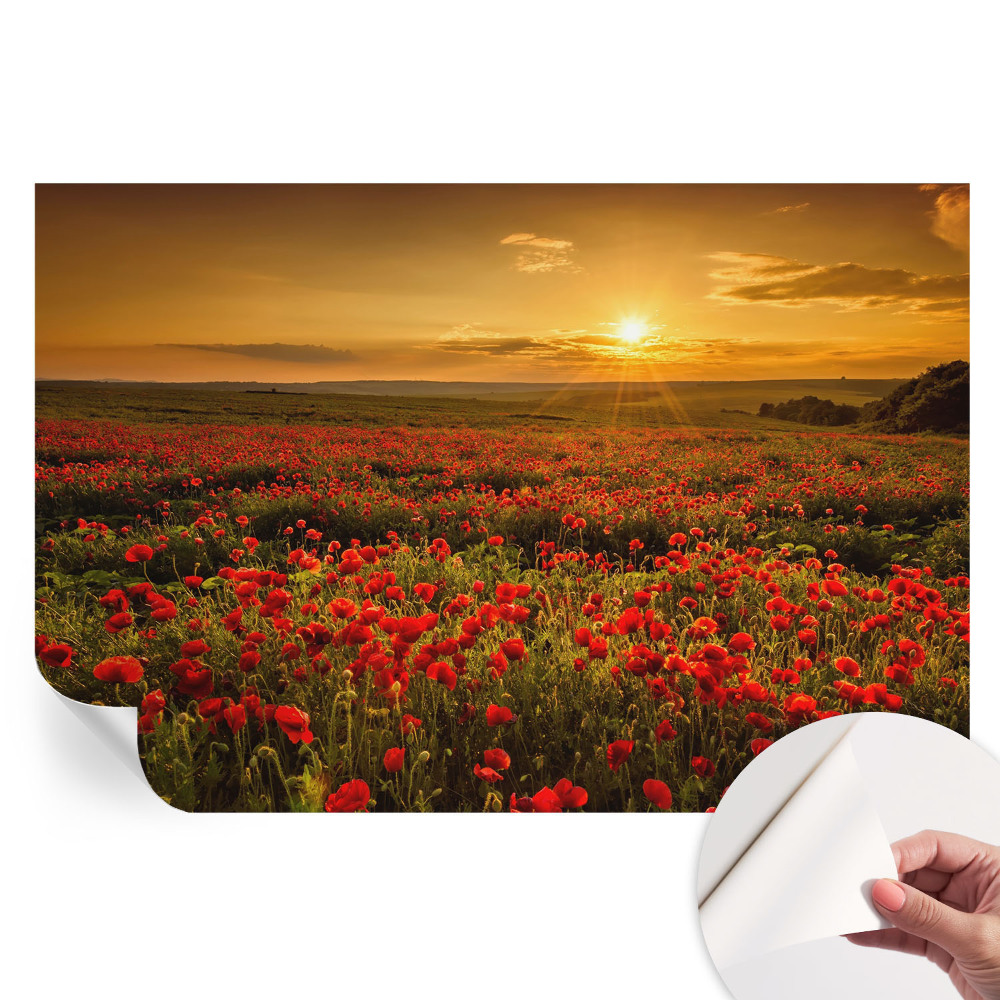 Öntapadós fotótapéta Pipacsmező