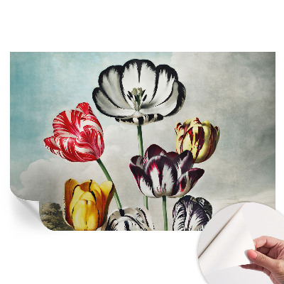 Öntapadós tapéta a nappaliba Színes tulipánok