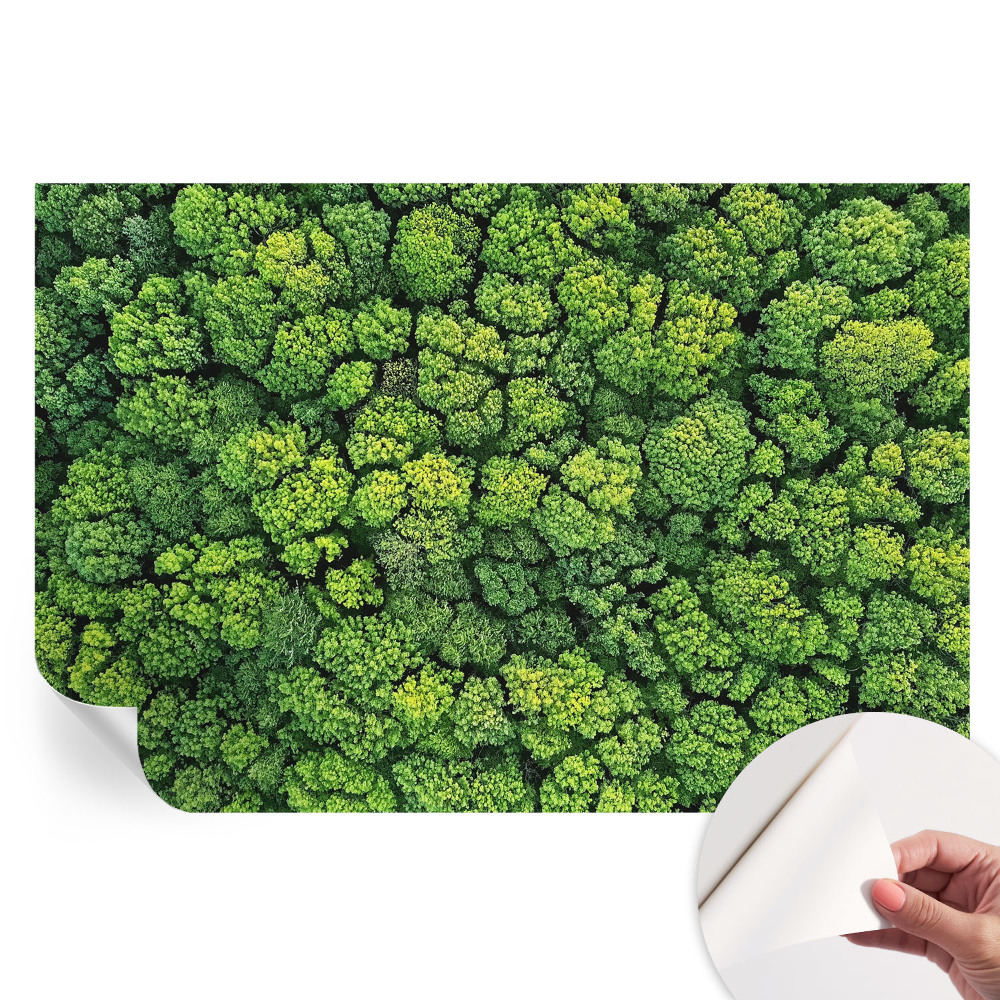 Öntapadós falfestmény Erdei panoráma