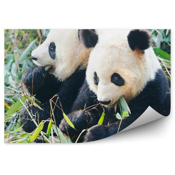 Öntapadó fotótapéta Két panda eszik bambuszt