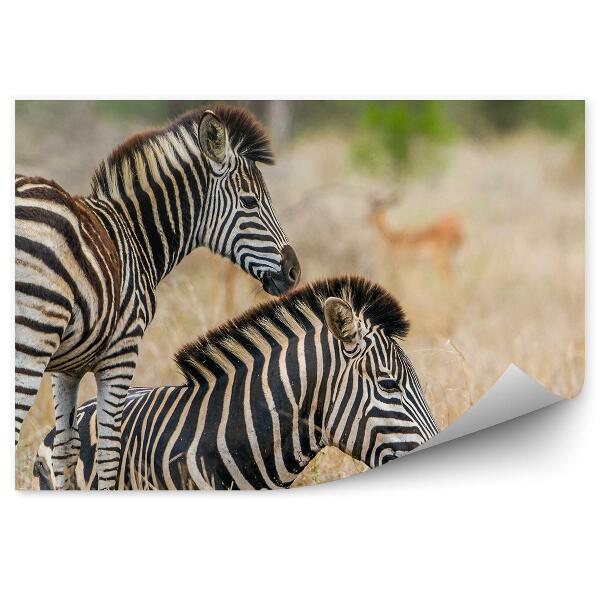 Poszter tapéta Zebra egy kölyökkel, a háttérben a szárított fű