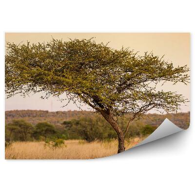 Modern fotótapéta Akácfa fű tigrisfák naplemente