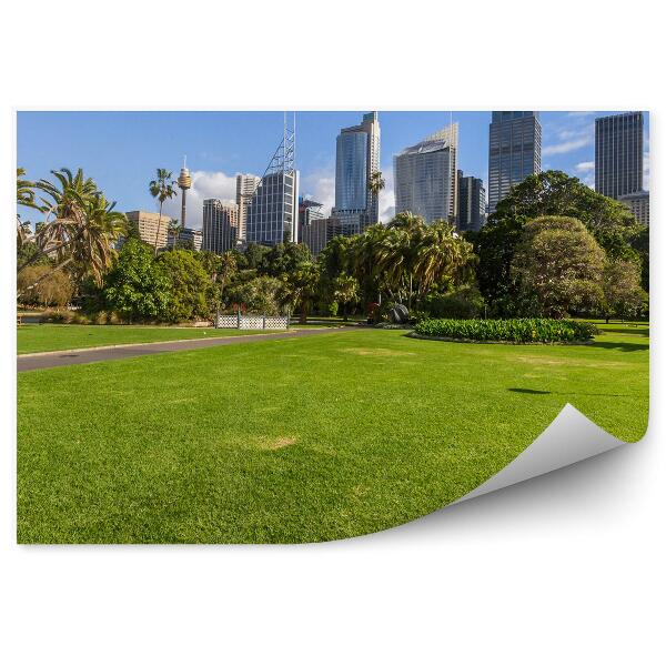 Fotótapéta Sydney park zöldellő pálmafák építészet