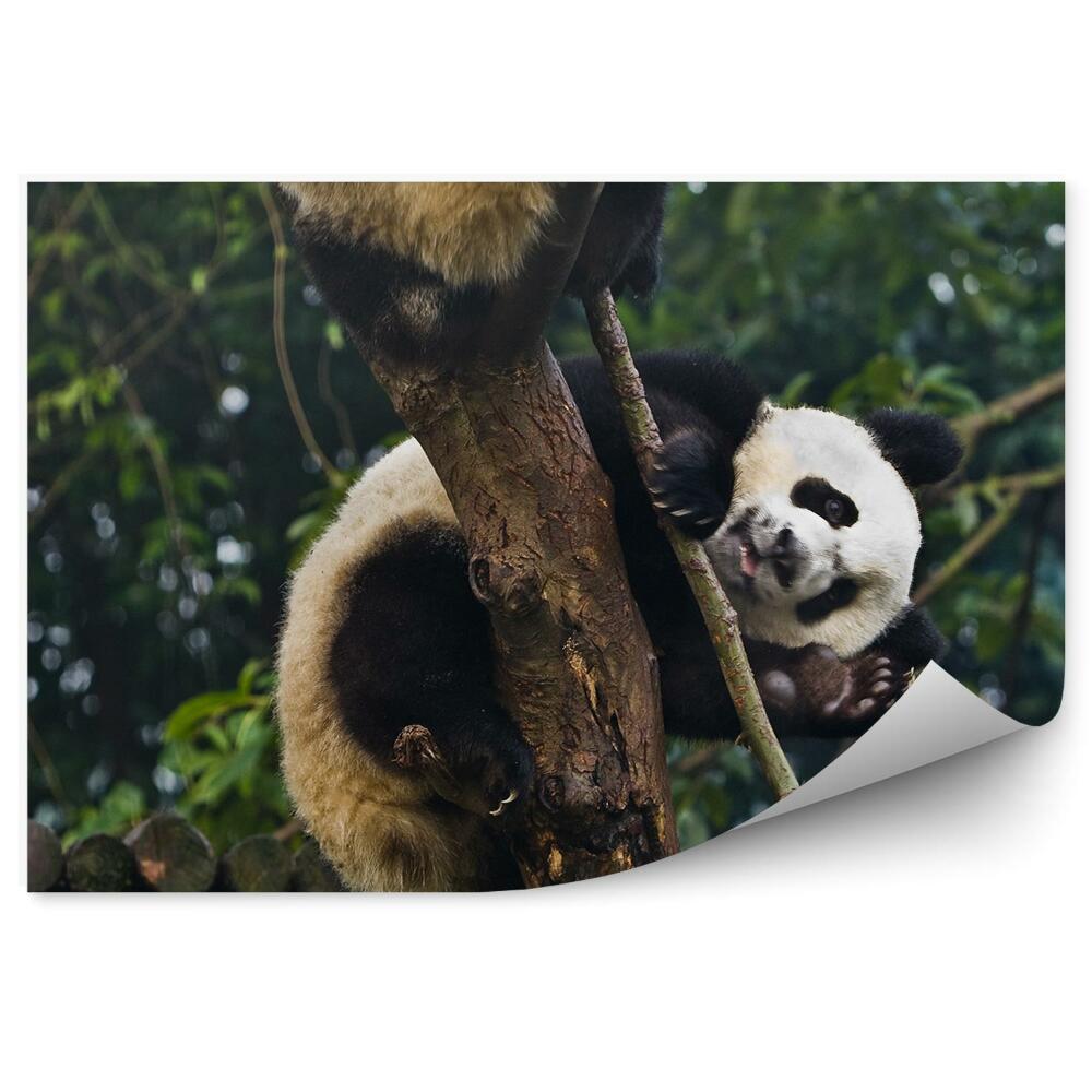 Modern fotótapéta Integető panda