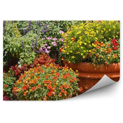 Öntapadós fotótapéta cserepes virágok színes virágzás