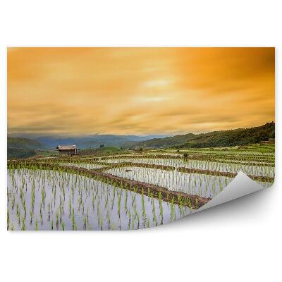 Fotótapéta rizsföld Chaing falu épületei naplemente fák