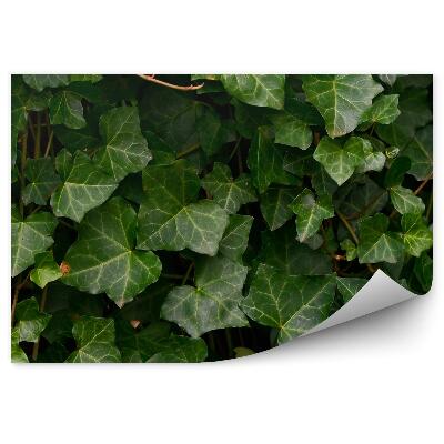 Fotótapéta Ivy levelek közelről
