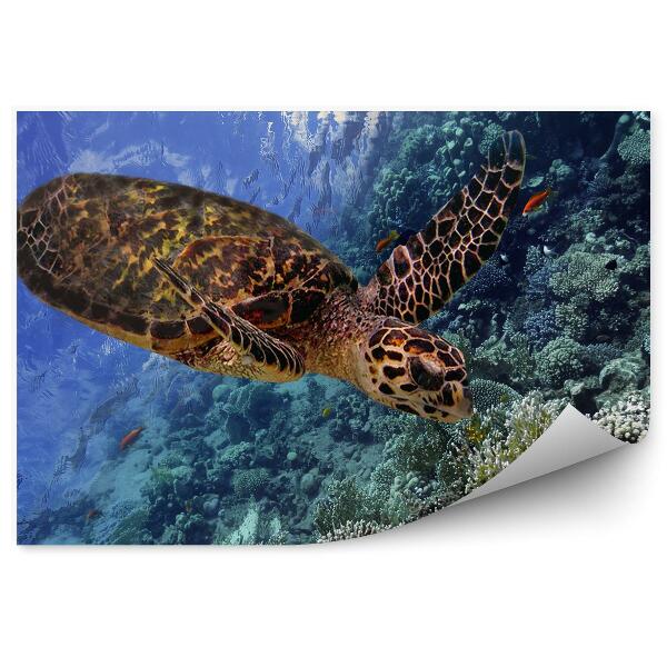 Öntapadós fotótapéta Teknős és hal