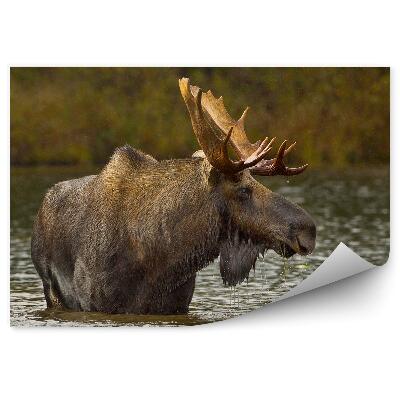 Modern fotótapéta Jávorszarvas a tóban