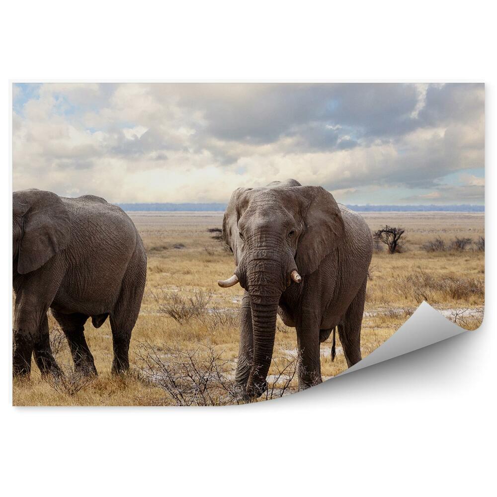 Öntapadó fotótapéta Afrikai elefántok nemzeti park száraz fű