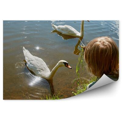 Öntapadós fotótapéta falra A fiú eteti a hattyúkat