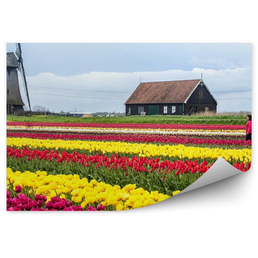 Poszter tapéta Tulipán mező Hollandia égbolt felhők ház nő