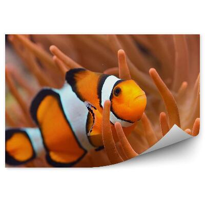 Fotótapéta Bohóchal és korallok