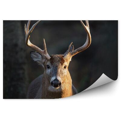 Fotótapéta A szarvas mozdulatlan