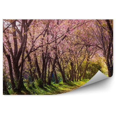 Fotó poszter tapéta Path a cseresznyevirágok Thaiföld természet