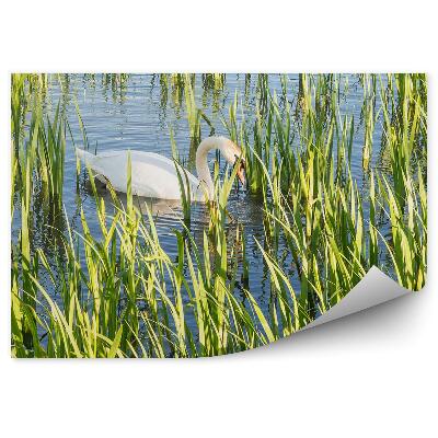 Modern fotótapéta Fehér hattyúk a Helix Park Falkirk Skóciában