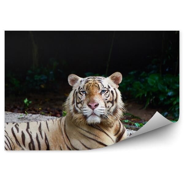 Öntapadós fotótapéta Pihenő fehér tigris