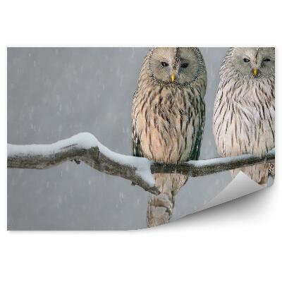 Poszter tapéta Uráli baglyok egy hóval borított ágon