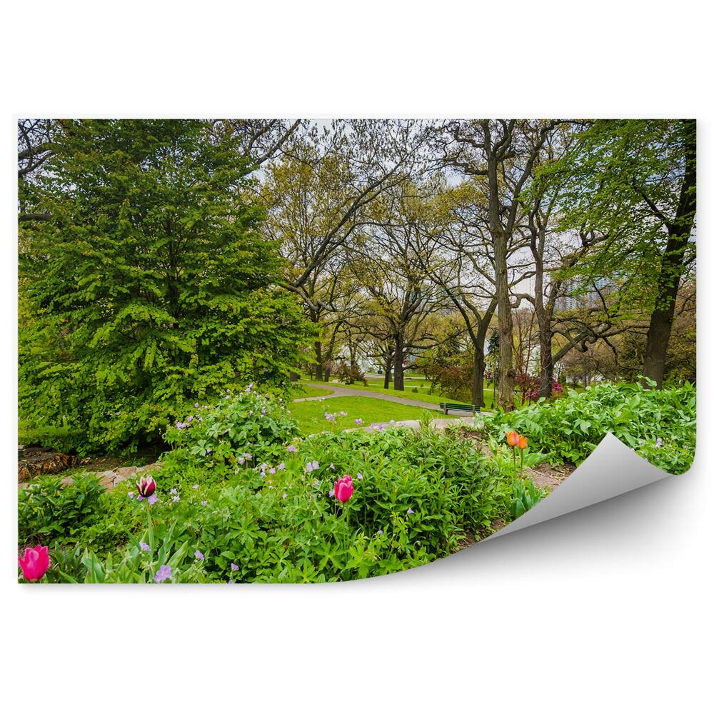 Fotótapéta tulipán rózsaszín zöld park fák tavasz
