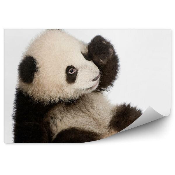 Öntapadó fotótapéta Egy hat hónapos panda