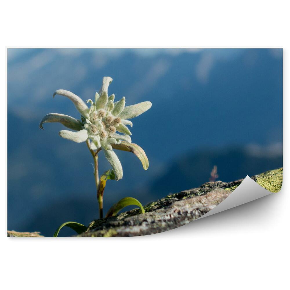 Öntapadó fotótapéta Edelweiss szikla