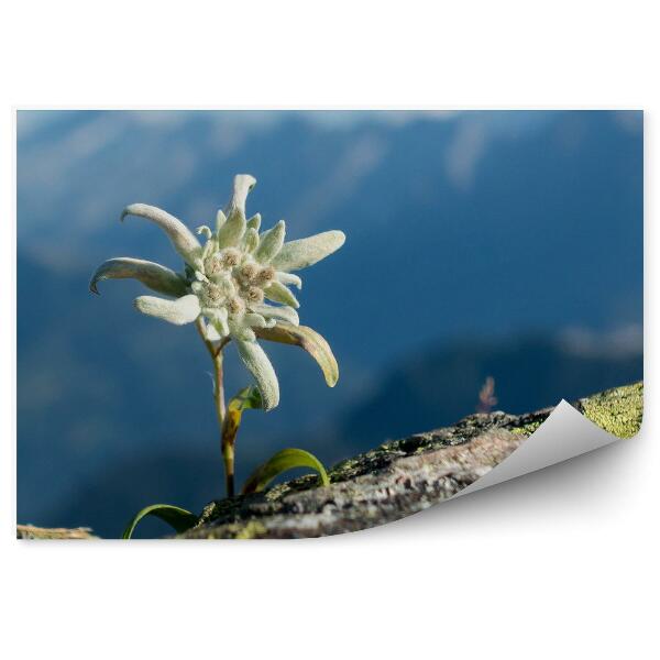 Öntapadó fotótapéta Edelweiss szikla