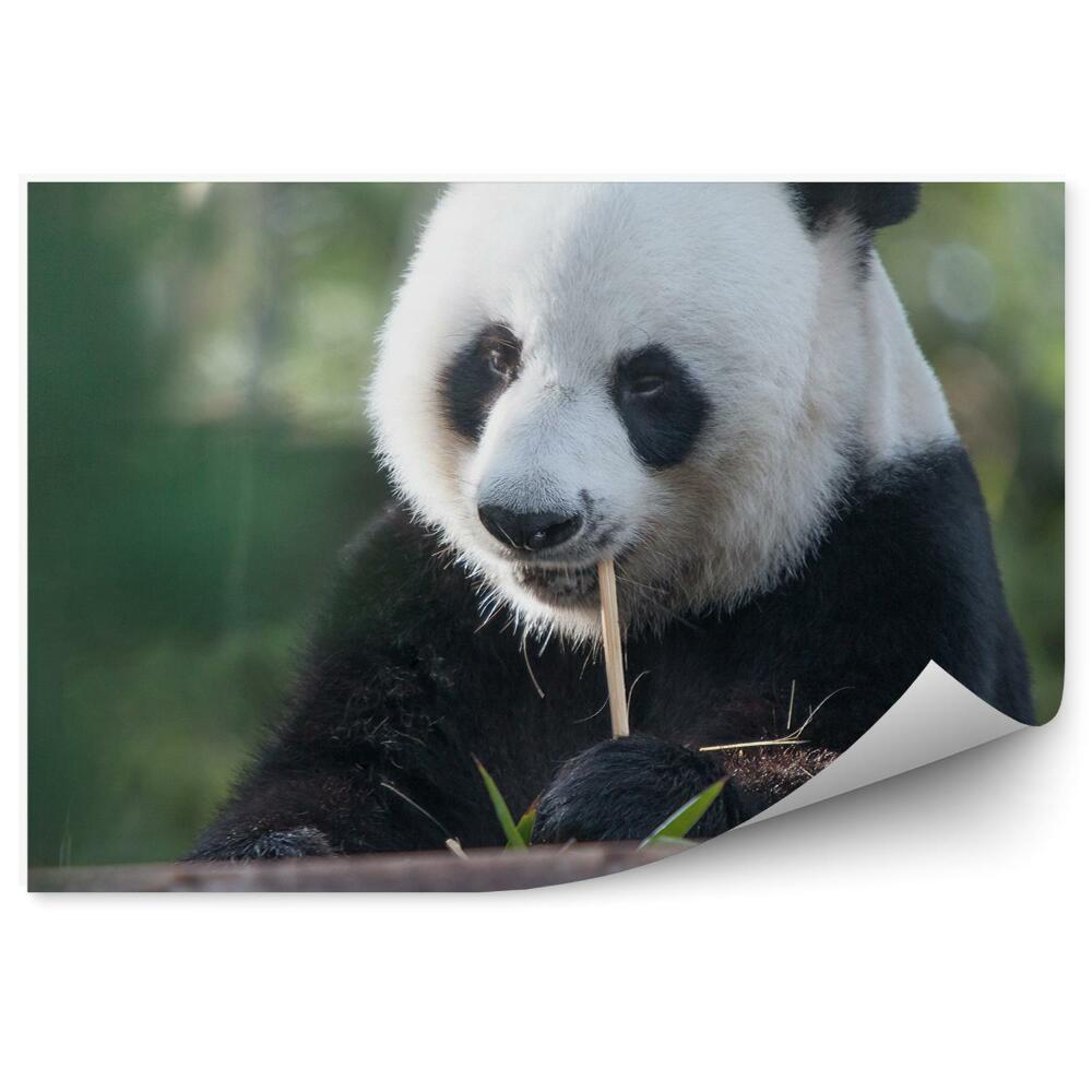 Öntapadós fotótapéta falra Gondolkodó panda