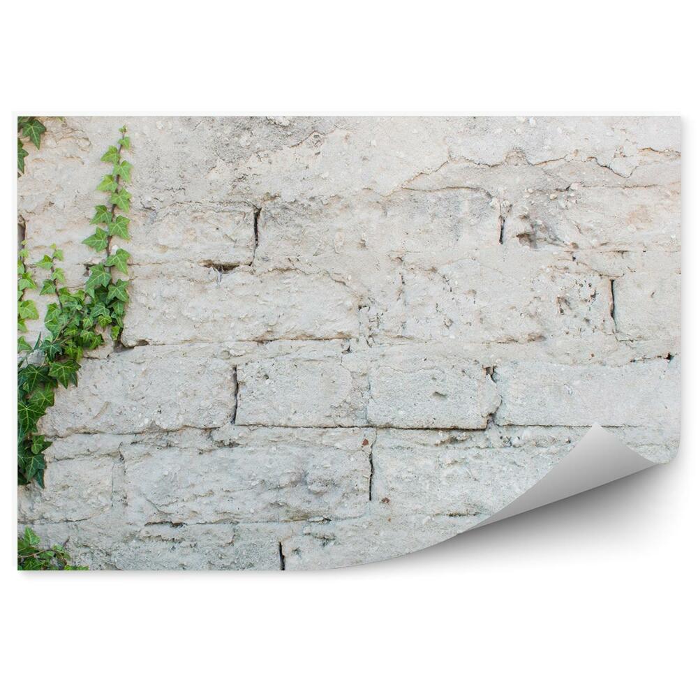 Poszter tapéta Ivy benőtt téglafal