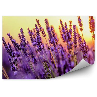 Poszter tapéta virágzó levendulamező naplemente Provence Franciaország