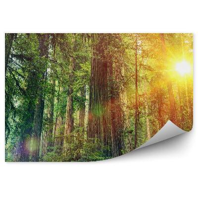 Öntapadós fotótapéta erdei táj napsütés zöld természet