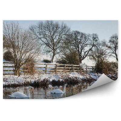 Poszter tapéta Hattyúk egy tóban a fagyos természet között