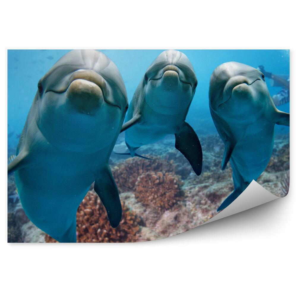 Fotótapéta Három delfin a víz alatt