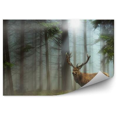 Öntapadós fotótapéta falra Szarvas tűlevelű erdei fű