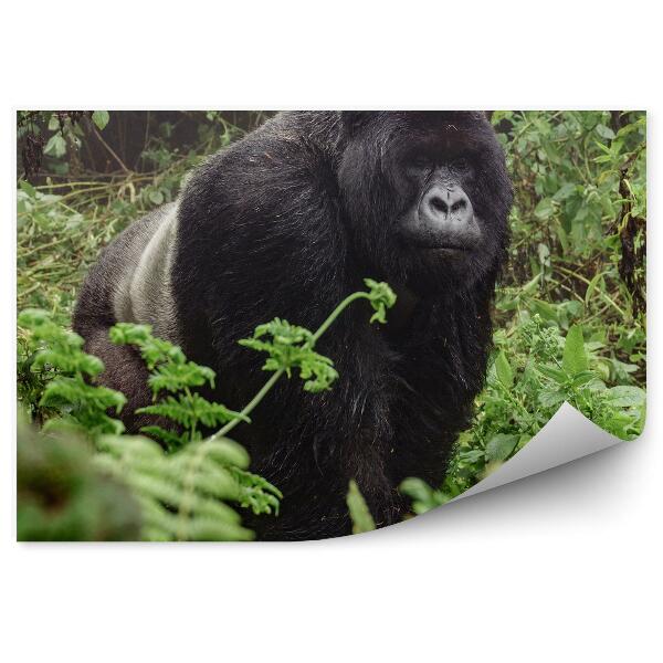 Öntapadó fotótapéta Gorilla a sűrű erdőben