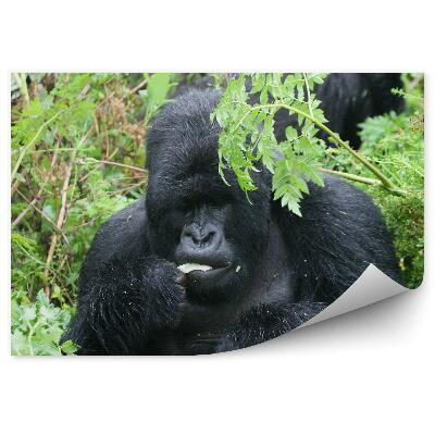Öntapadós fotótapéta falra Gorilla a növények között
